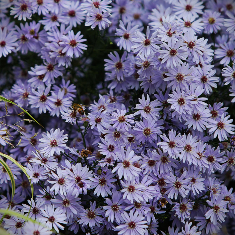 Aster cordifolius  Blue Heaven - Hjertebladet Asters