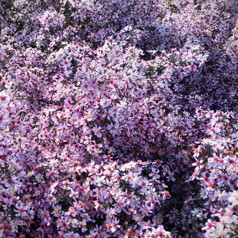 Aster cordifolius  Bl�tenregen - Hjertebladet Asters