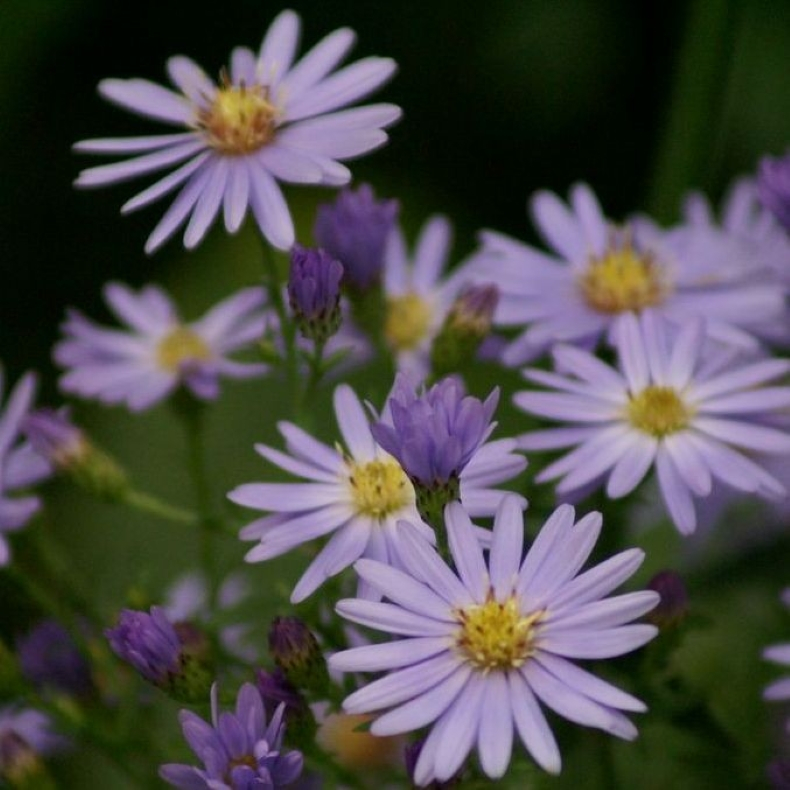 Aster cordifolius Little Carlow - Hjertebladet asters