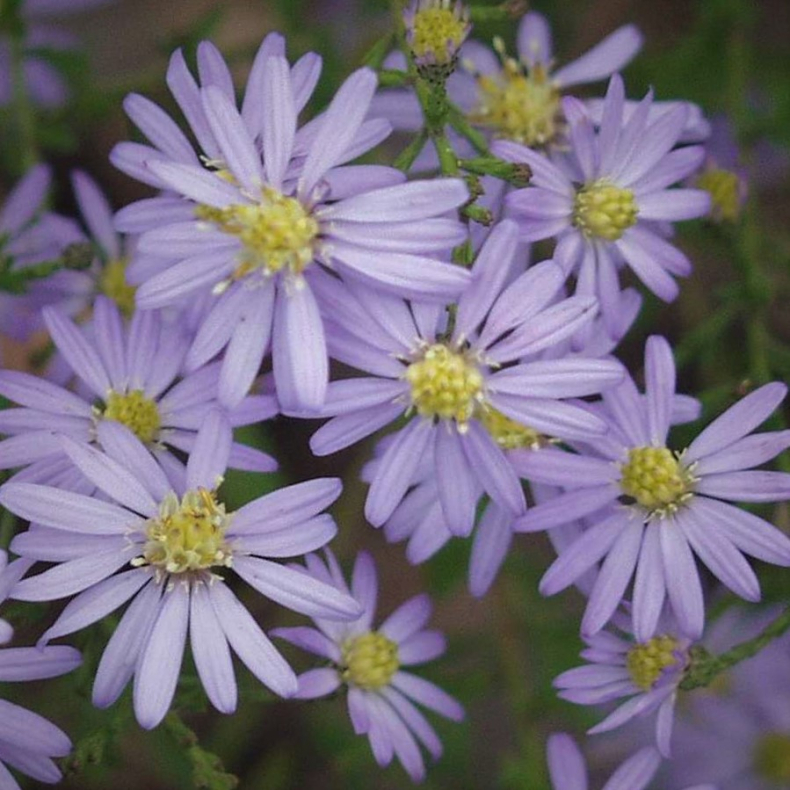Aster cordifolius Photograph - Hjertebladet asters