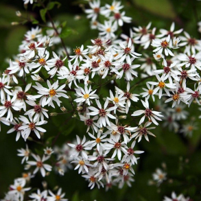 Aster divaricatus Beth Chatto - Skov Asters