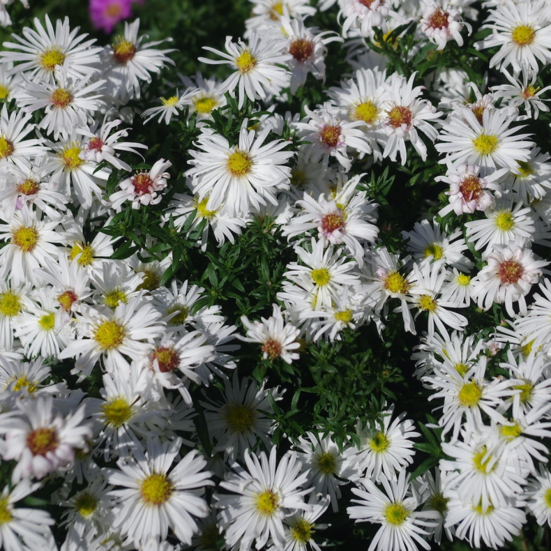 Aster dumosos Kristina - Pudeasters