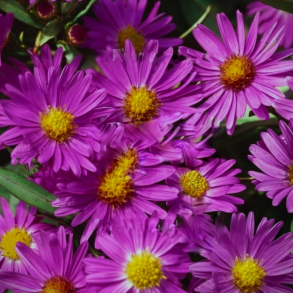 Aster dumosus Anneke - Pudeasters 