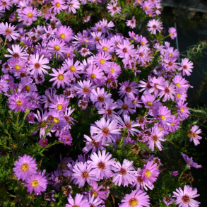 Aster dumosus Herbstgruss vom Bresserhof - Pudeasters