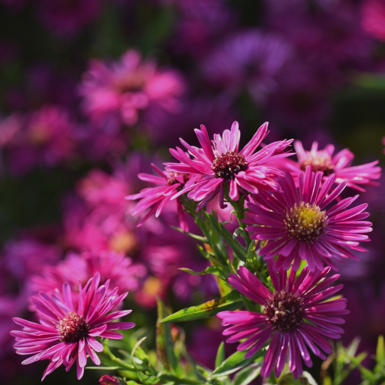 Aster dumosus Jenny - Pudeasters