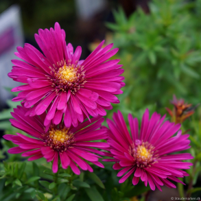 Aster dumosus Jenny - Pudeasters