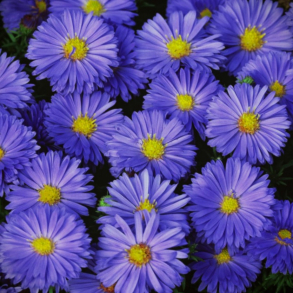 Aster dumosus Lady in Blue - Aster