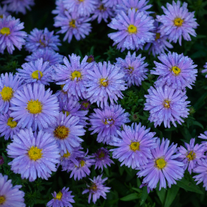 Aster dumosus Prof Anton Kippenberg - Pudeasters