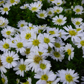 Aster dumosus  Schneekissen - Pudeasters