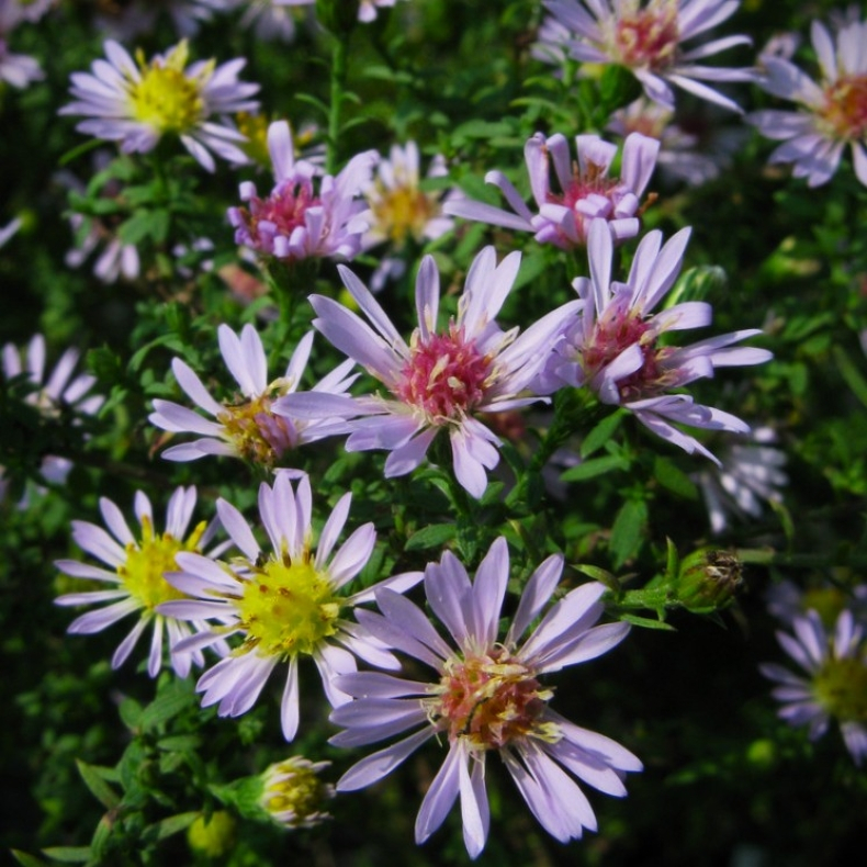 Aster ericoides Lovely - Lyngasters