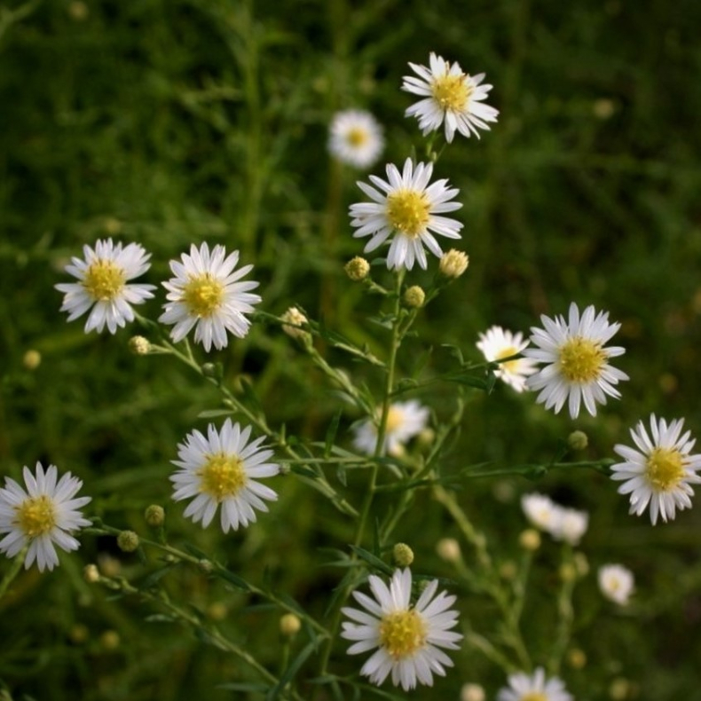 Aster ericoides Schneegitter - Lyng Asters
