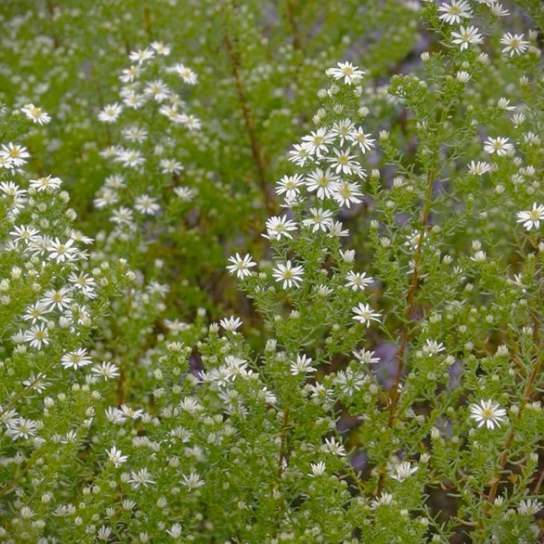 Aster ericoides Schneetannes - Lyng Asters