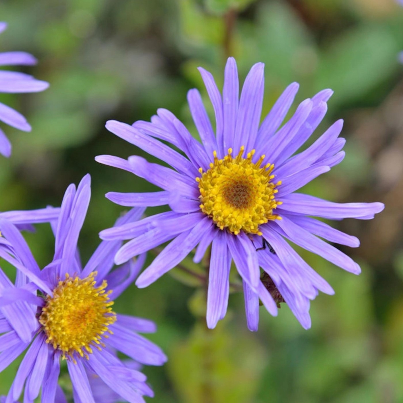 Aster frikartii Grunder - Kokardeasters