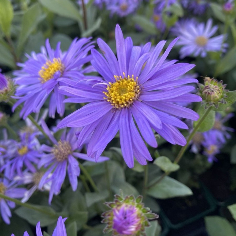 Aster frikartii Jungfrau - Kokardeasters