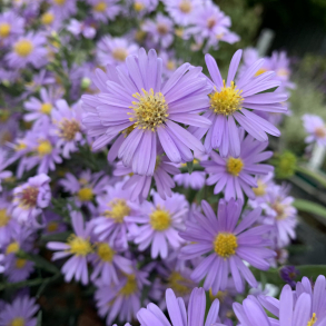 Aster laevis Blauschleier - Aster