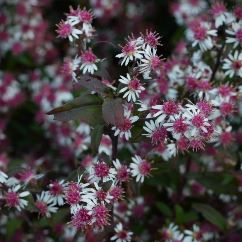 Aster lateriflorus Prince - Sommerens farvel