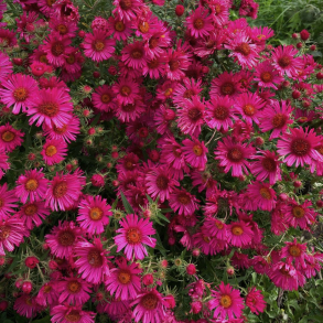 Aster novae-angliae Andenken an Alma P�tschke - H�stasters