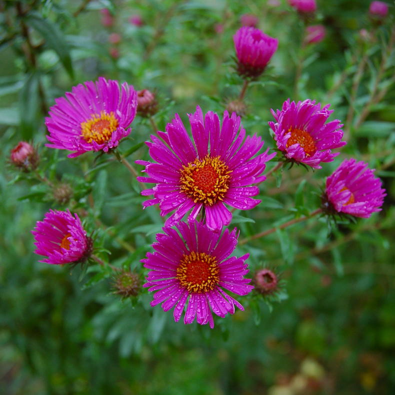 Aster novae-angliae Andenken an Paul Gerber - Nyengelsk Asters