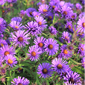 Aster novae-angliae Barr's Blue - Nyengelsk asters