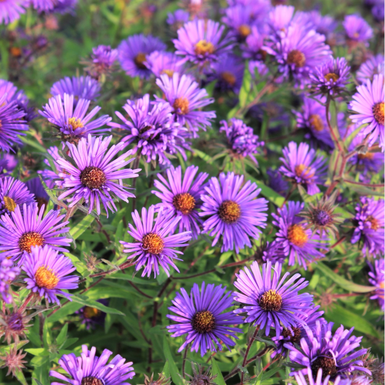 Aster novae-angliae Barr's Blue - Nyengelsk asters