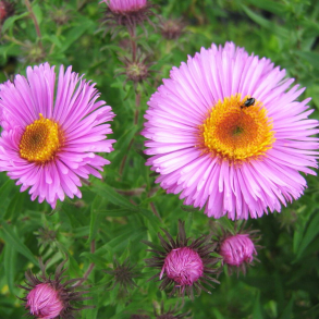 Aster novae-angliae Barr's Pink - Nyengelsk asters