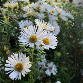 Aster novae-angliae Herbstschnee - Hstaster