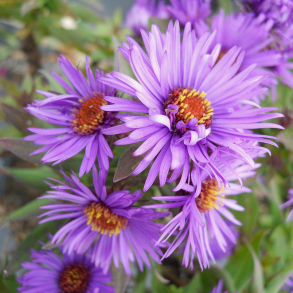 Aster novae-angliae Purple Dome - Hstaster 