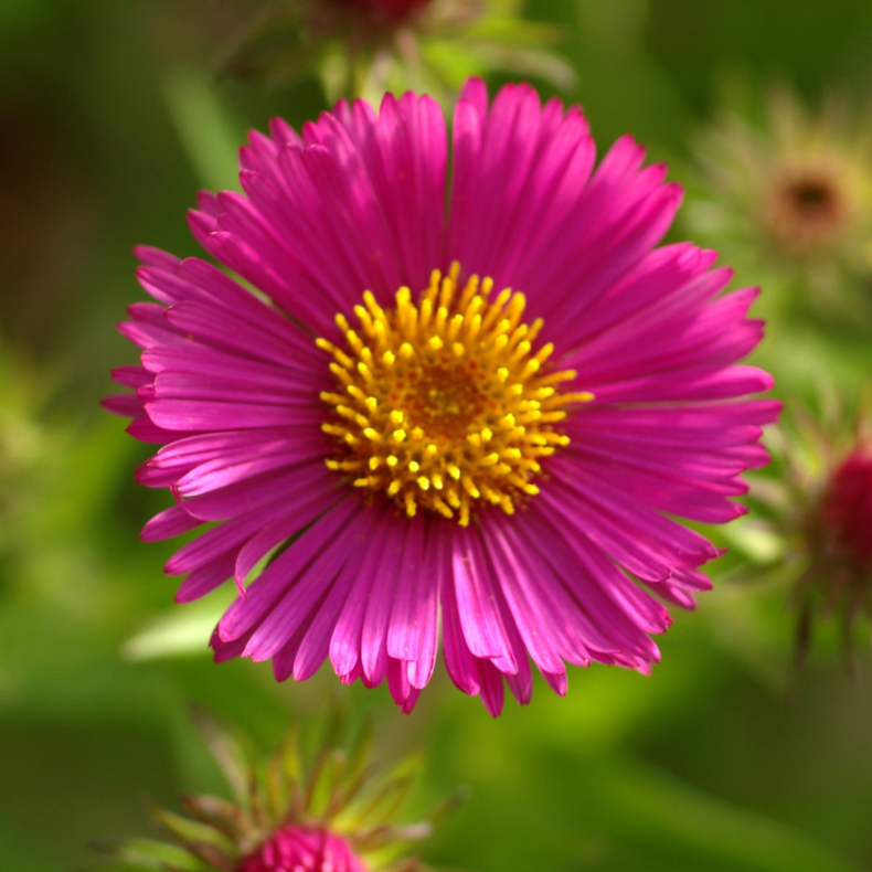 Aster novae-angliae Septemberrubin - Hstaster