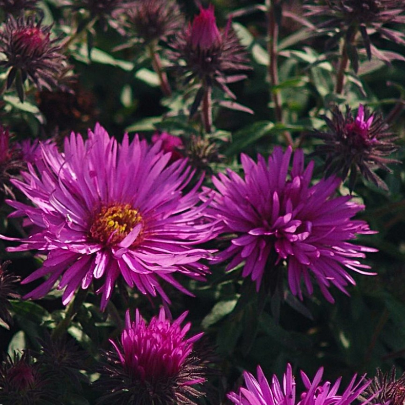 Aster novae-angliae Vibrant Dome - Hstaster