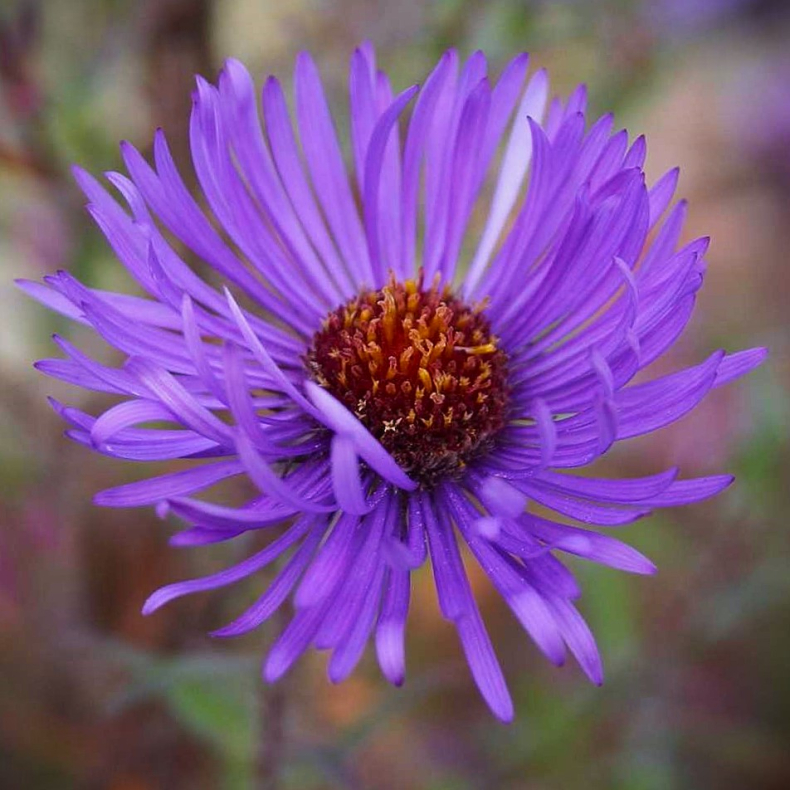Aster novae-angliae W. Bowmann - Hstaster