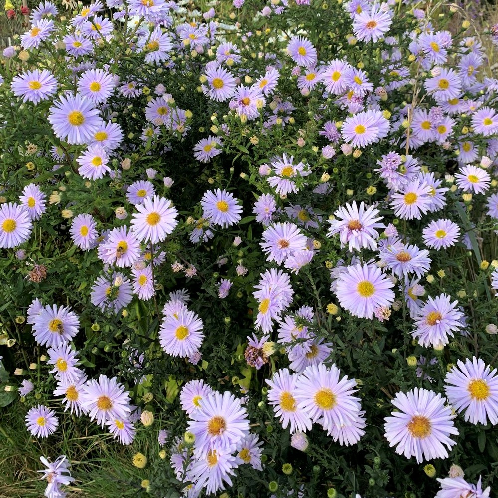 Nybelgisk Aster Aster novibelgii Brigitte køb her
