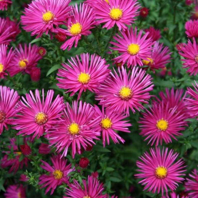Aster novi-belgii Crimson Brocade - Nybelgisk Aster
