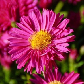 Aster novi-belgii Neron - Nybelgisk Aster
