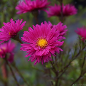 Aster novi-belgii Neron - Nybelgisk Aster