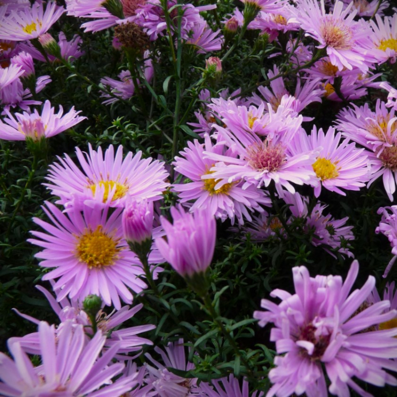 Aster novi-belgii Peter Harrison - H�stasters
