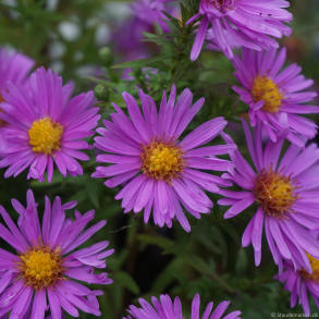 Aster novi-belgii Peter Harrison - H�stasters