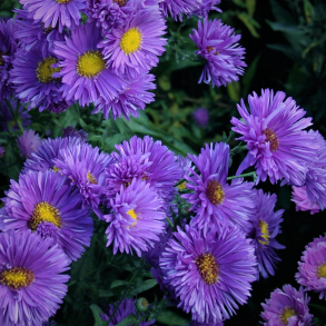 Aster novi belgii Sarah Ballard - H�stasters