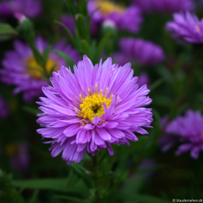 Aster novi belgii Sarah Ballard - H�stasters