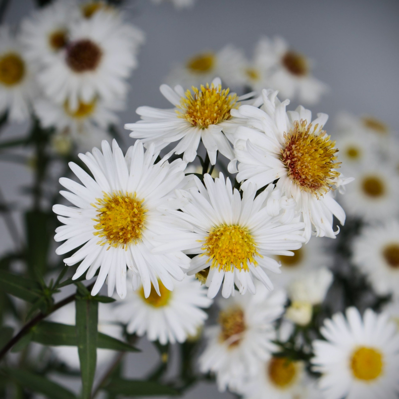 Aster novi-belgii White Ladies - H�stasters