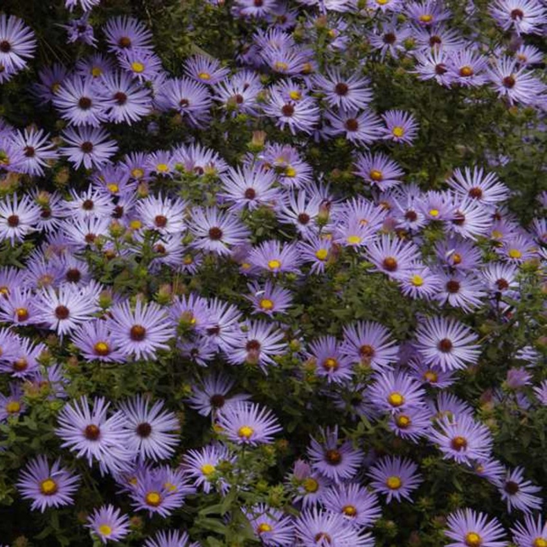 Aster oblongifolia Raydons Favourite - Asters