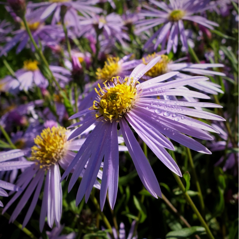 Aster pyrenaeus Lutetia - Pyrenisk Asters