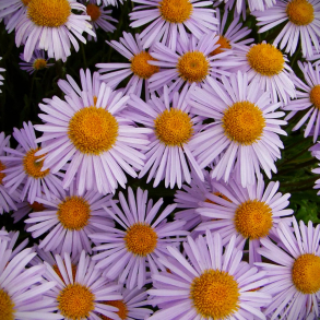 Aster tongolensis Wartburg Stern - Midsommerasters