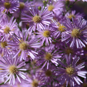 Aster universum Pink Star - Aster
