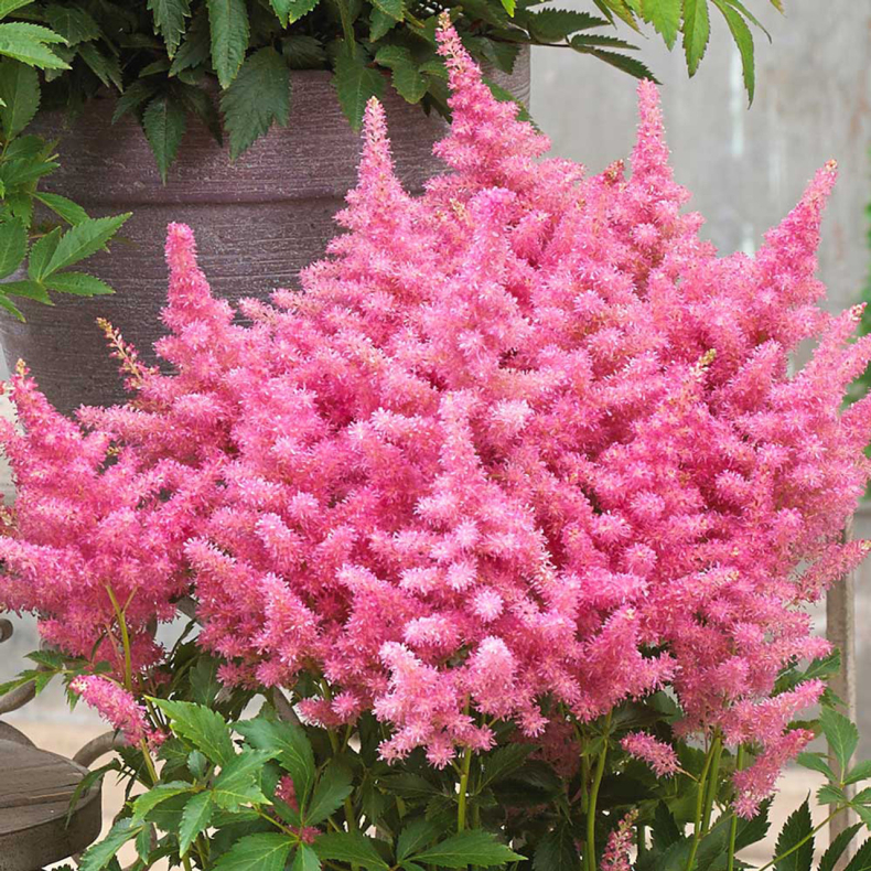 Astilbe Honky Tonk - Astilbe 2L