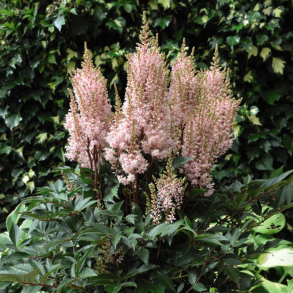 Astilbe Look At Me - Astilbe 1L