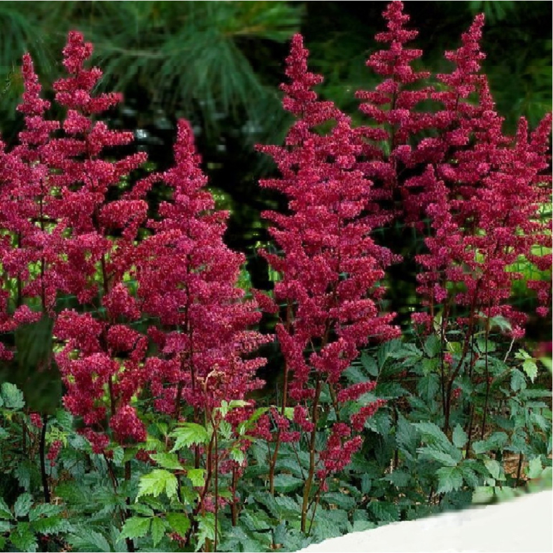 Astilbe arendsii Burgundy Red - Astilbe 1L
