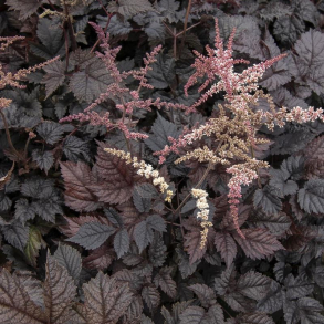 Astilbe arendsii Chocolate Shogun -  Astilbe 