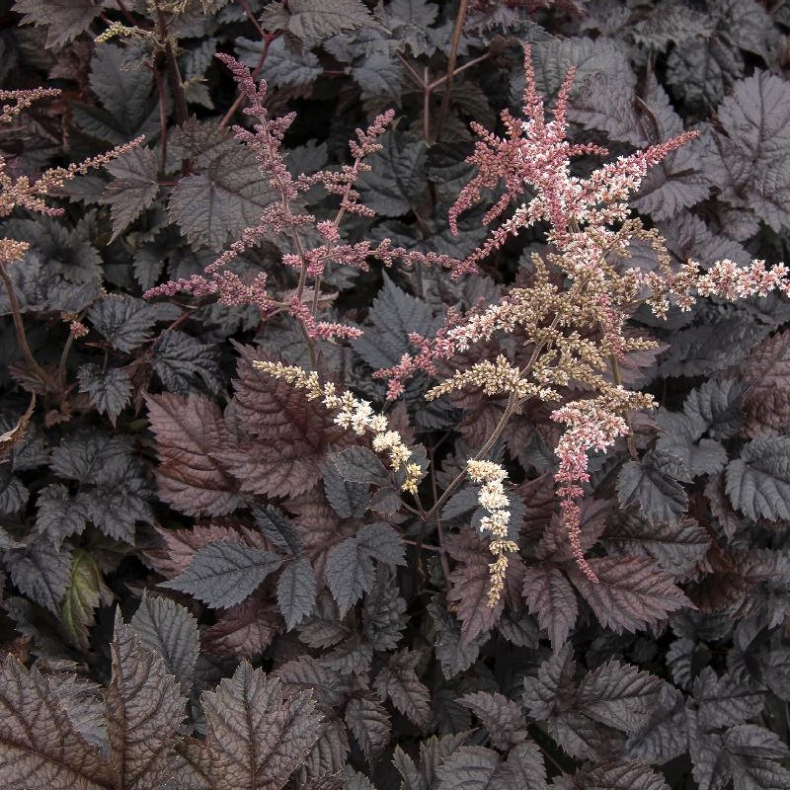 Astilbe arendsii Chocolate Shogun -  Astilbe 