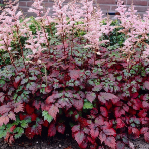 Astilbe arendsii Color Flash - Astilbe 1L