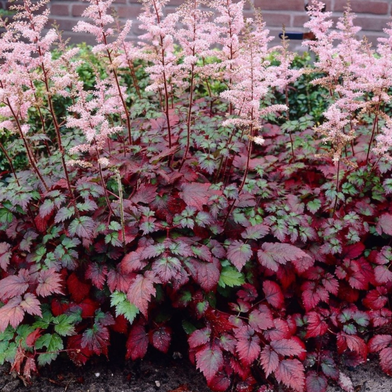 Astilbe arendsii Color Flash - Astilbe 1L